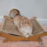 British Golden Kittens for sale