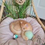 British shorthair kittens for sale