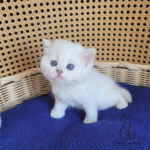 buy kitten near me