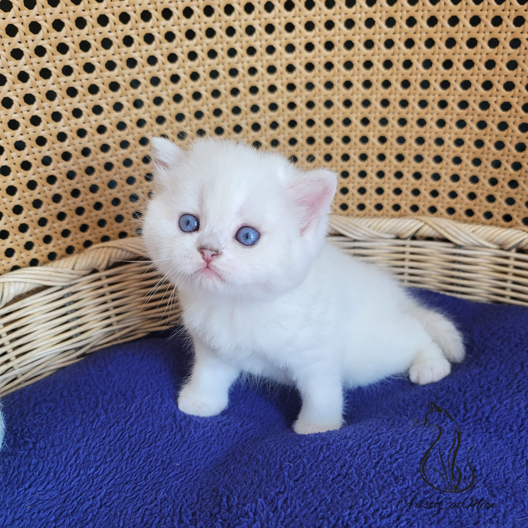 buy kitten near me