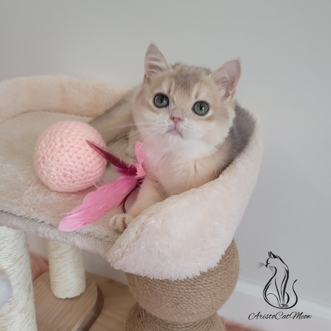 British shorthair kittens