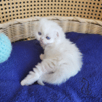 Scottish fold kittens for sale
