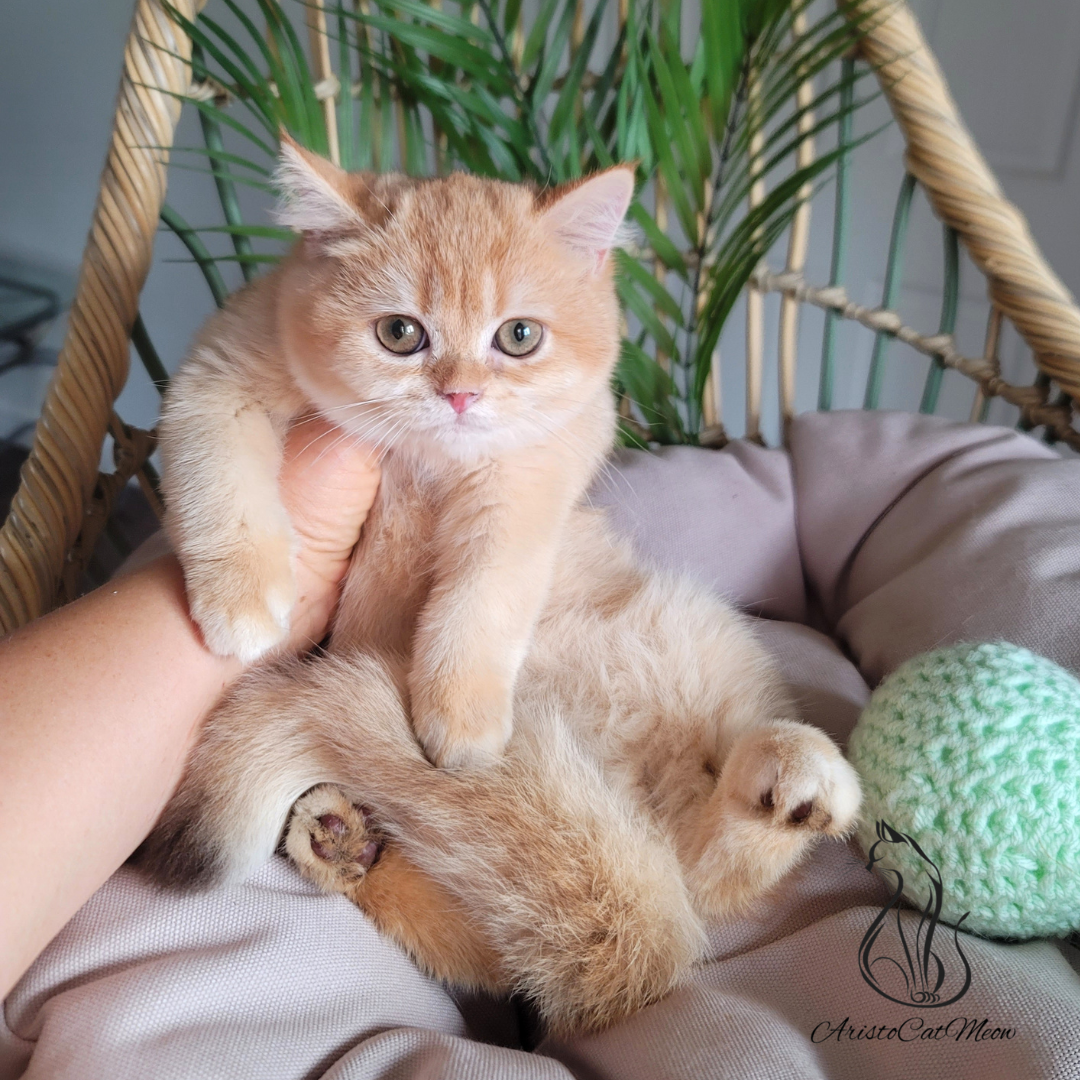 British shorthair kittens for sale