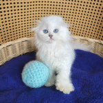 Scottish fold kittens for sale near me