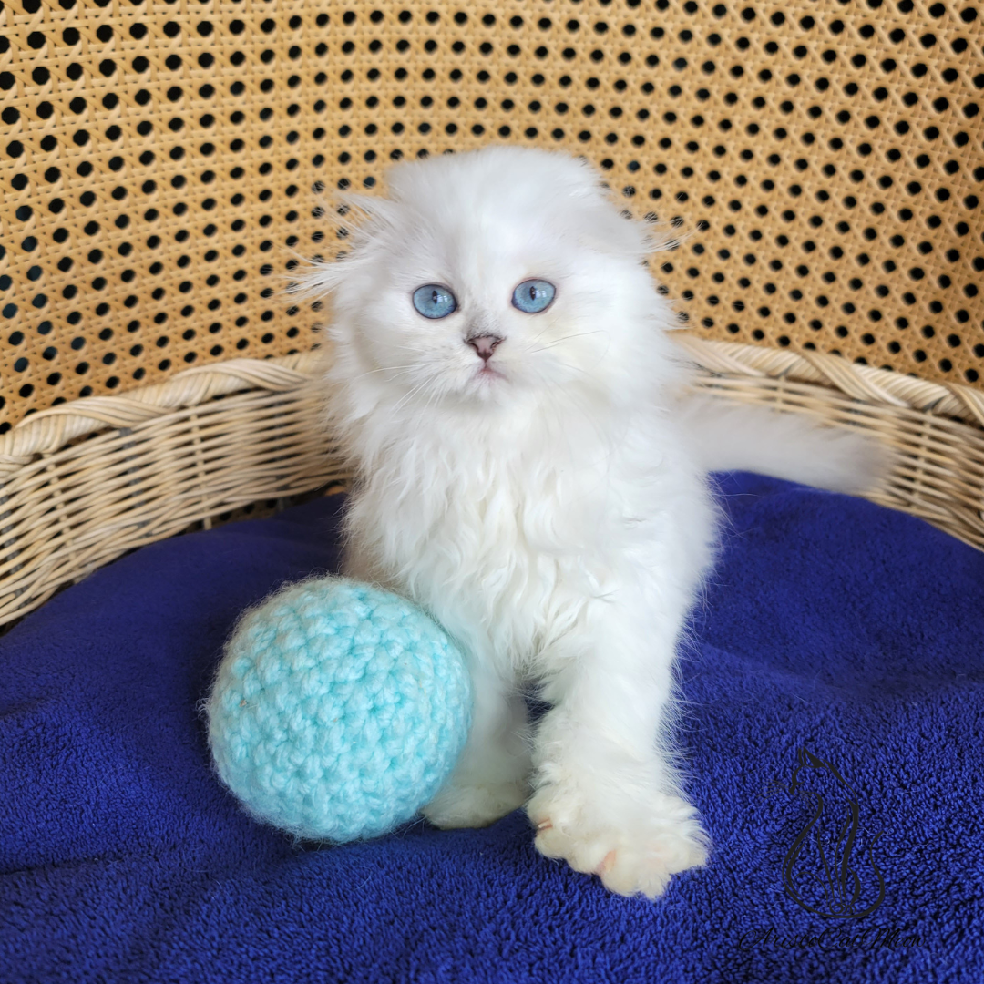 Scottish fold kittens for sale near me