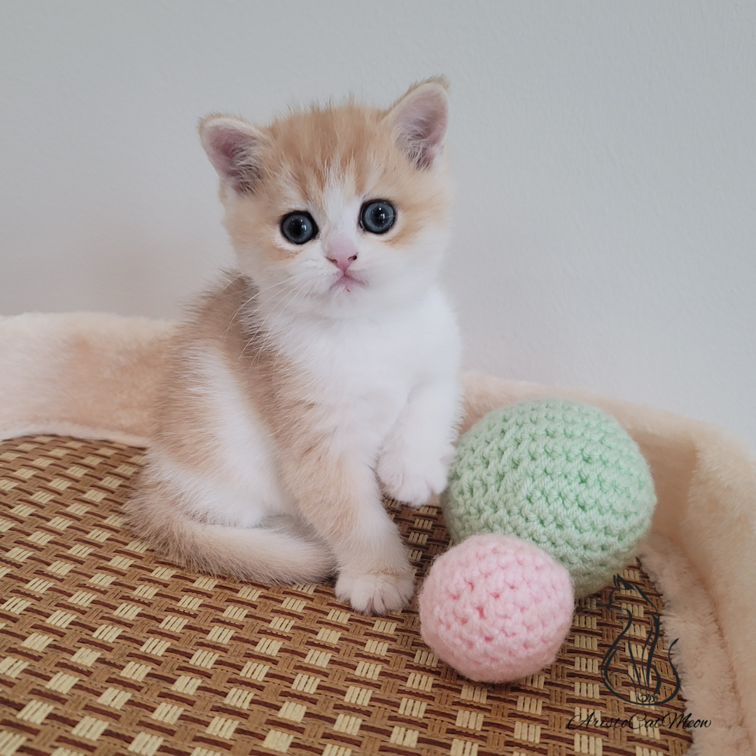 British shorthair kittens