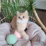 British shorthair kittens for sale