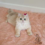 British kittens for sale