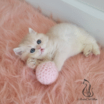 British kittens for sale