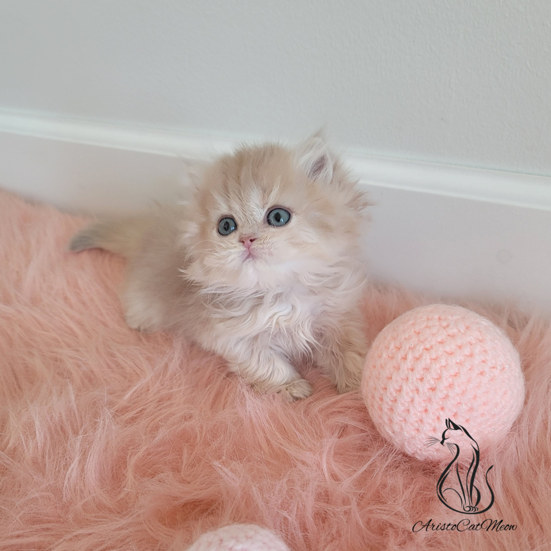 British pink kittens