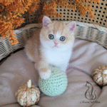 British shorthair kittens for sale