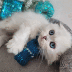 Scottish fold kittens