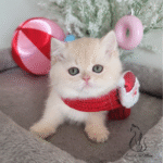 British shorthair kittens