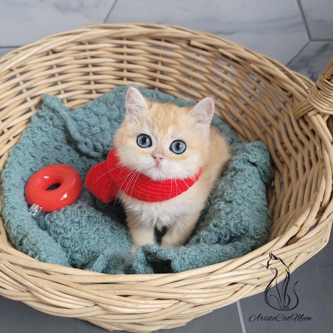 british golden shorthair kitten