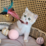 kittens for sale near me