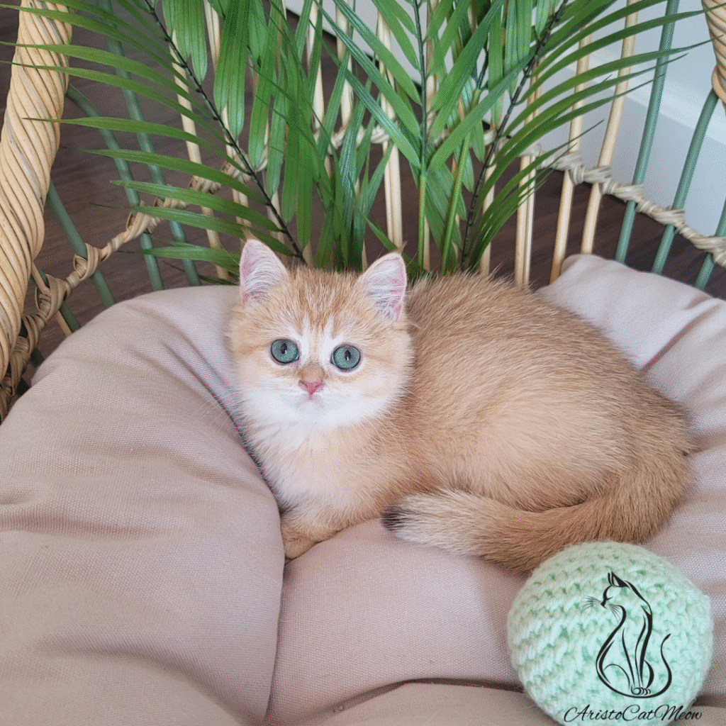 British Shorthair kittens for sale