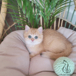 British Shorthair kittens for sale