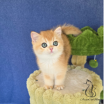 Kittens for sale