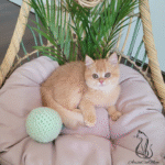 British shorthair kittens for sale