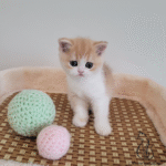 British shorthair kittens