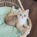 adopt kitten near Atlanta