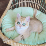 british shorthair kittens for sale