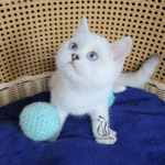 Cute kittens for sale