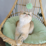 british golden kitten