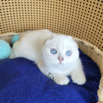 Buy Scottish Fold kittens near me