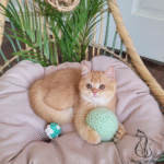 British shorthair kittens for sale