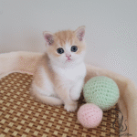 British shorthair kittens
