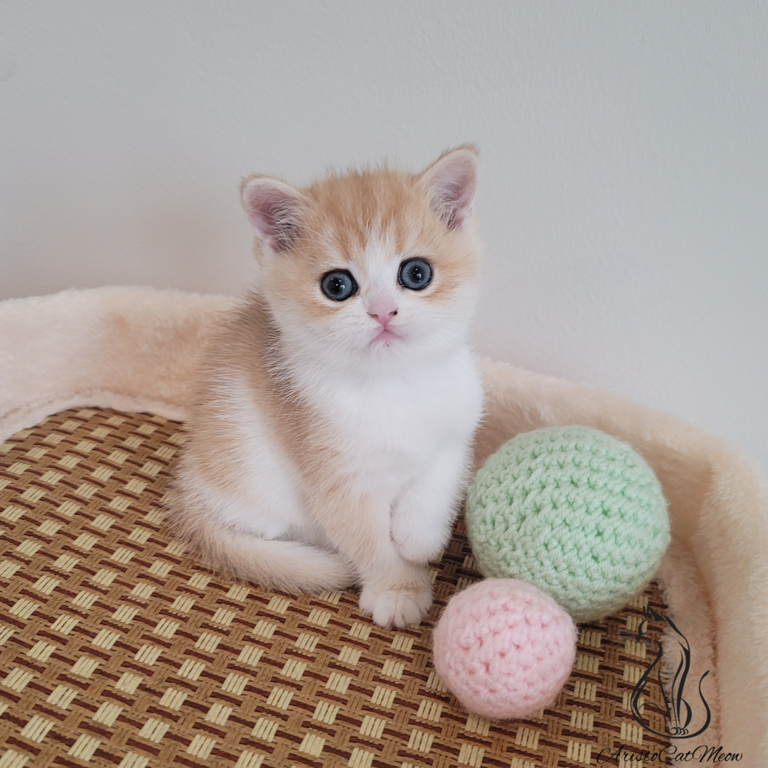 British shorthair kittens