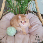 British shorthair kittens for sale