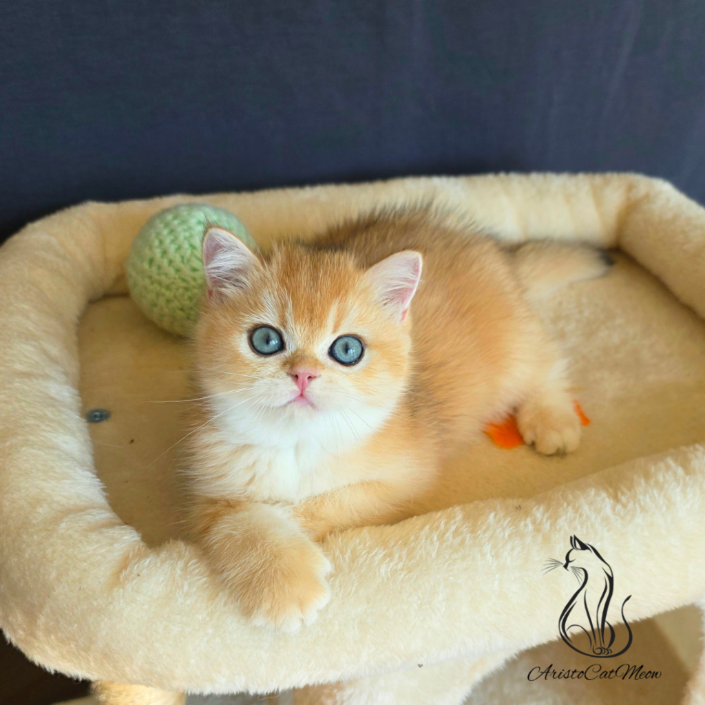 Kittens for sale