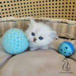 Purebred kittens near me
