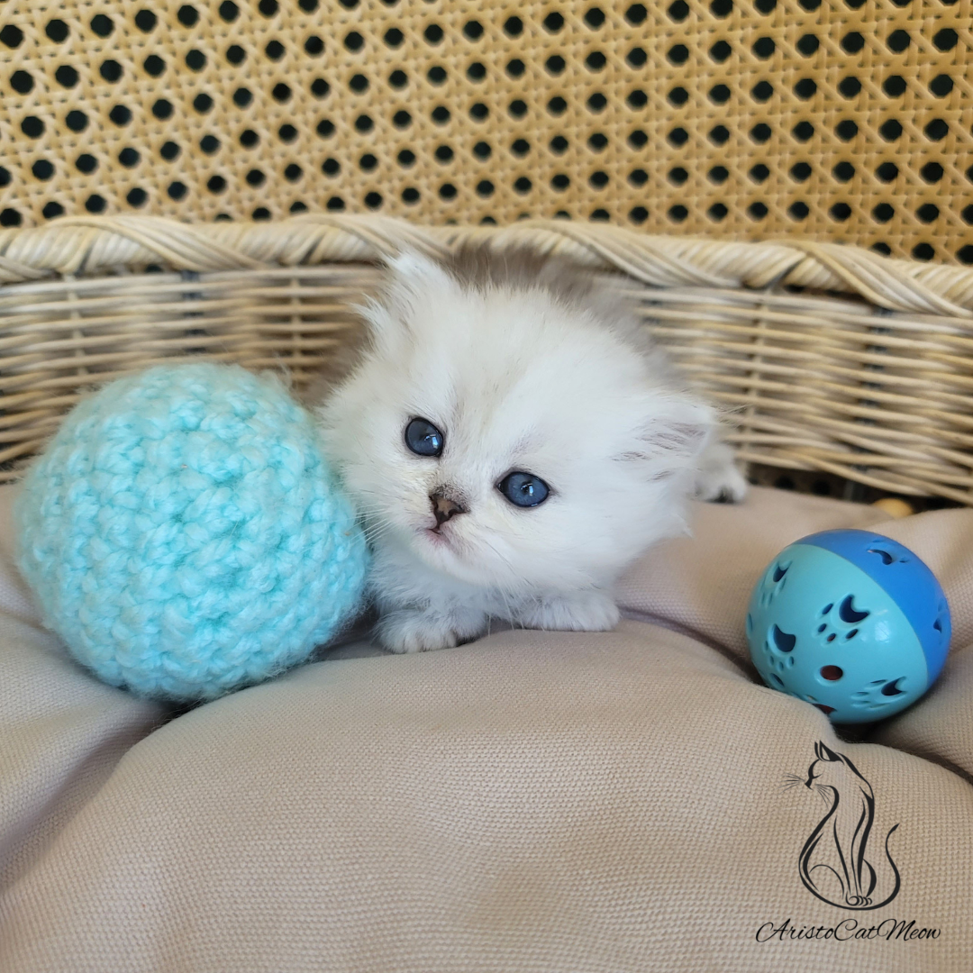 Purebred kittens near me