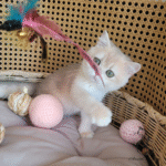 british shorthair kittens for sale near me