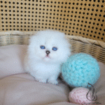 Scottish fold kittens for sale