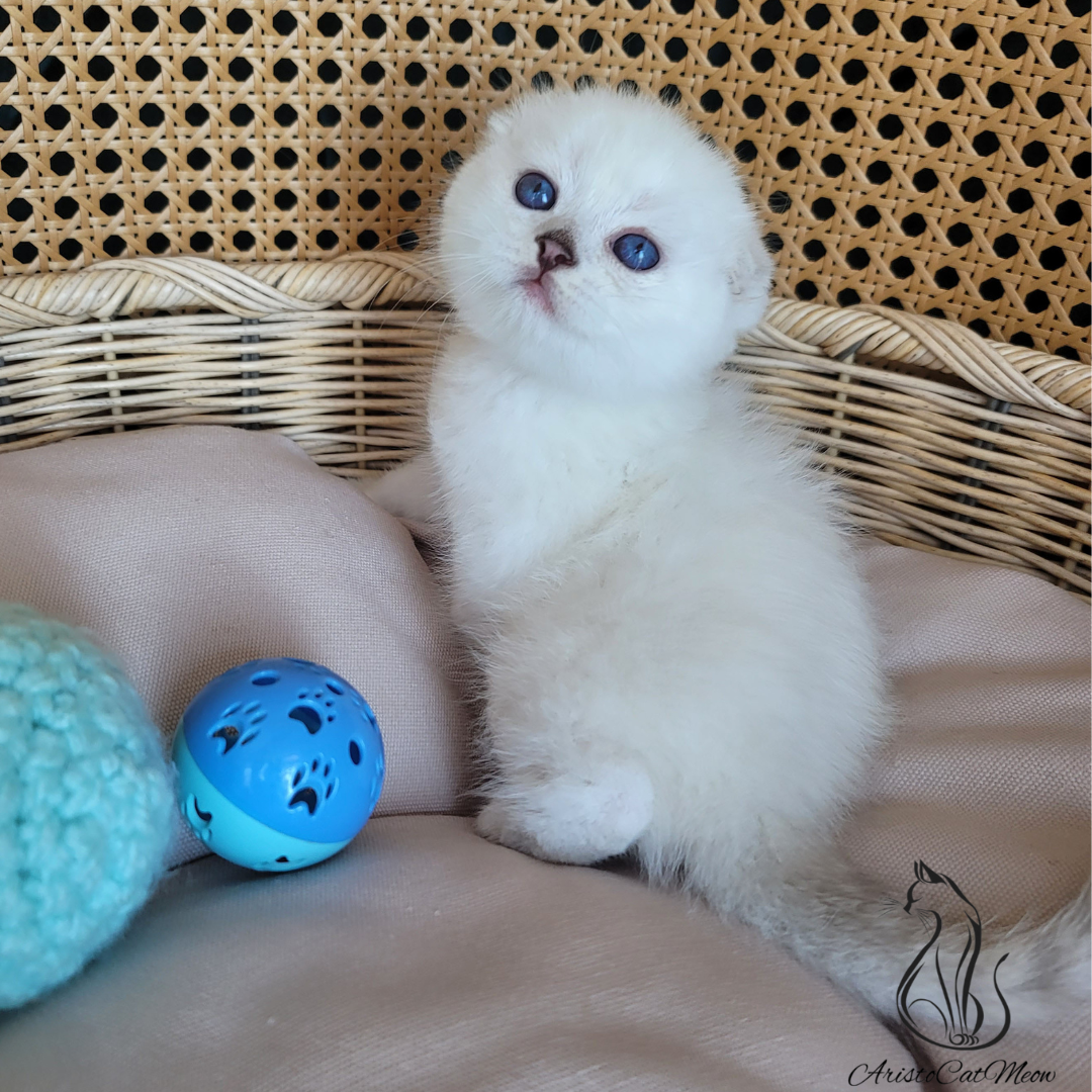 Purebred kittens for sale near me