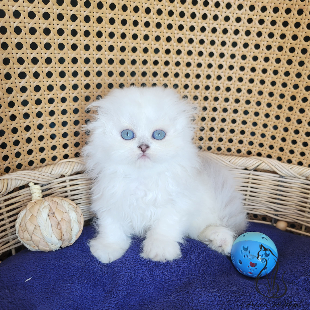 Scottish Fold Kittens for sale