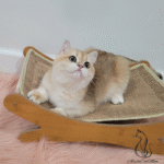 British Golden Kittens for sale