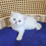 buy kitten near me
