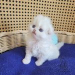 Scottish fold kittens for sale