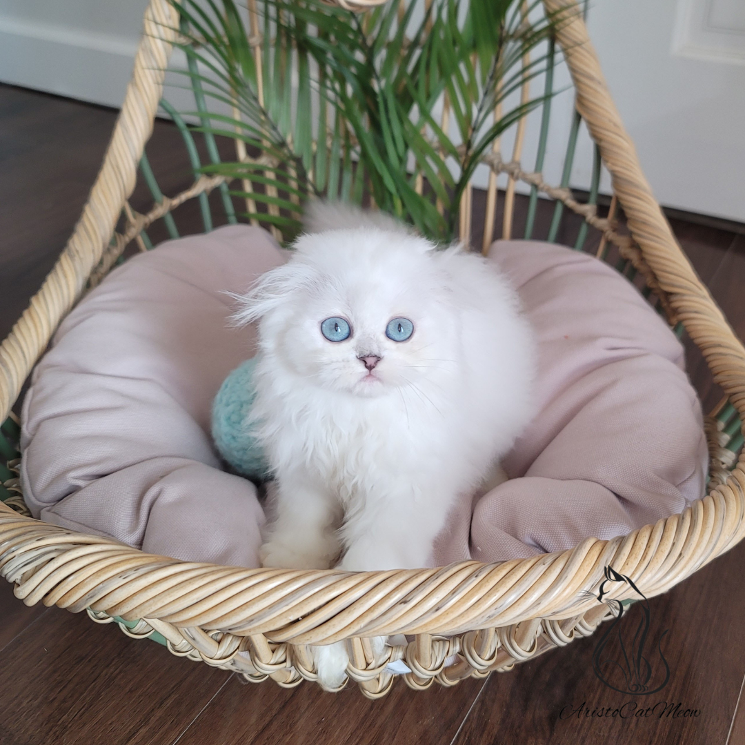 Scottish fold kittens for sale near me