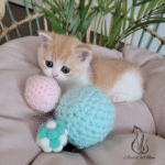 British shorthair kittens