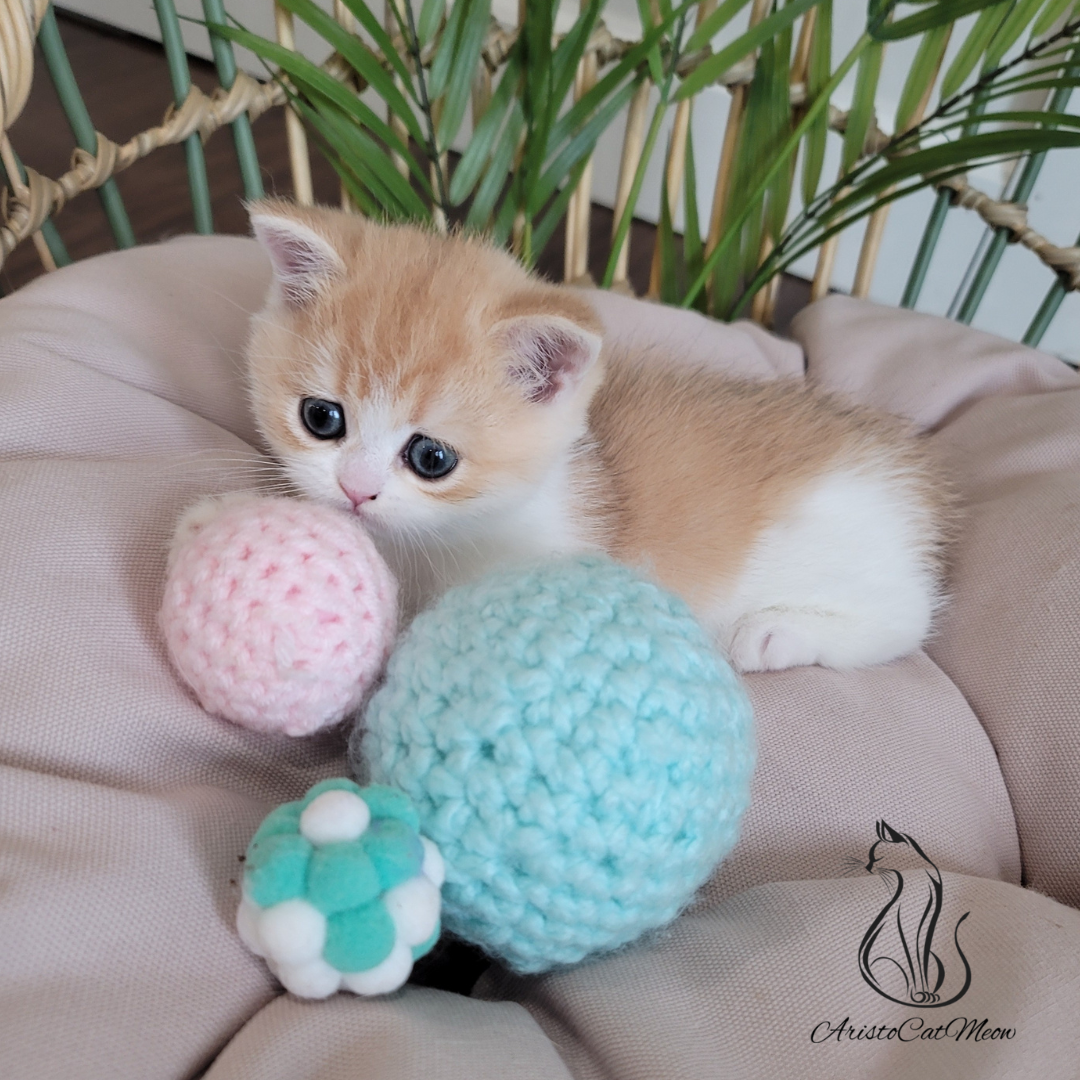 British shorthair kittens