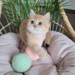 British shorthair kittens for sale