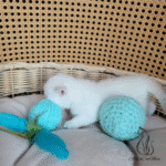 kitten near me