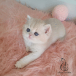 British kittens for sale