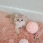 British pink kittens